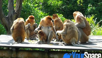 Labuk Bay Proboscis Monkey Sanctuary - Platform A - Sabah