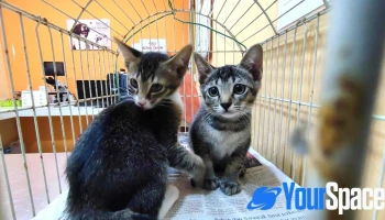 Samc Animal Clinic Donggongon Penampang - Ground Floor