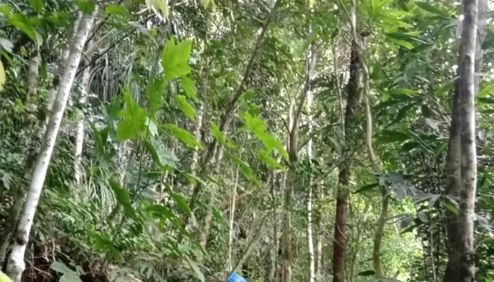 Aura Montoria -  Promosi - Kota Belud