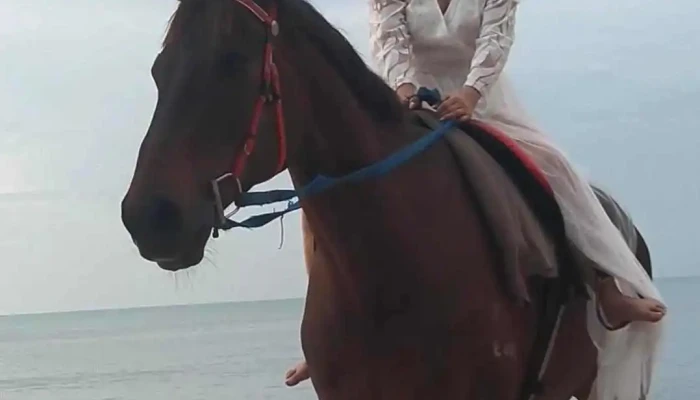 Beach Anisalim Horse Riding -  Video - Batu Ferringhi