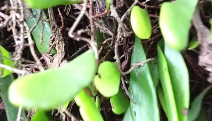 Biara Sammaditthi Segamat Video - Segamat