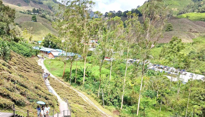 Boh Sungai Palas Tea Centre -  Jadual - Brinchang