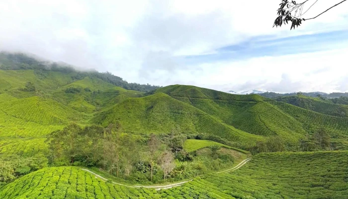 Boh Sungai Palas Tea Centre -  Street View 360deg - Brinchang