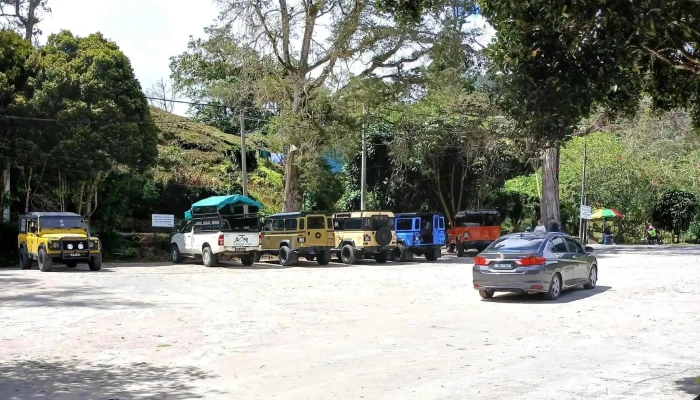 Boh Sungai Palas Tea Centre -  Ulasan - Brinchang