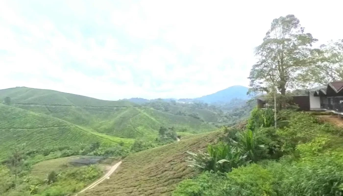 Boh Viewpoint -  Street View 360deg - Brinchang