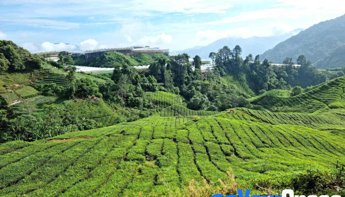 Boh Viewpoint -  Tempat Tarikan Pelancong - Brinchang