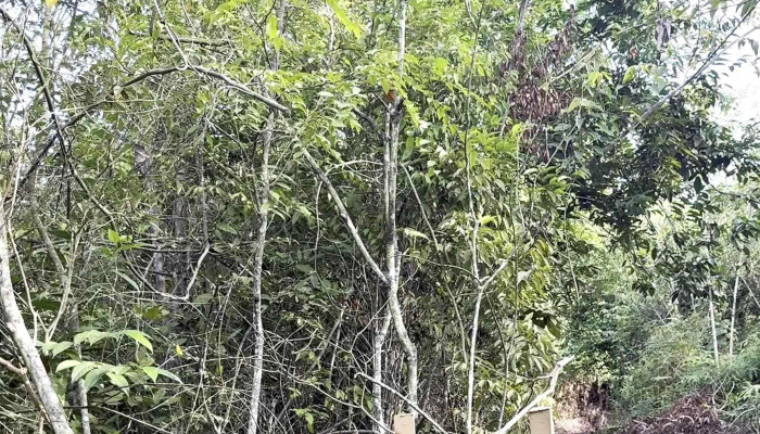 Bukit Penarikan -  Bahau - Bahau