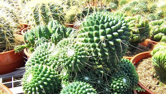 Cactus Point Brinchang Pahang Alamat - Brinchang