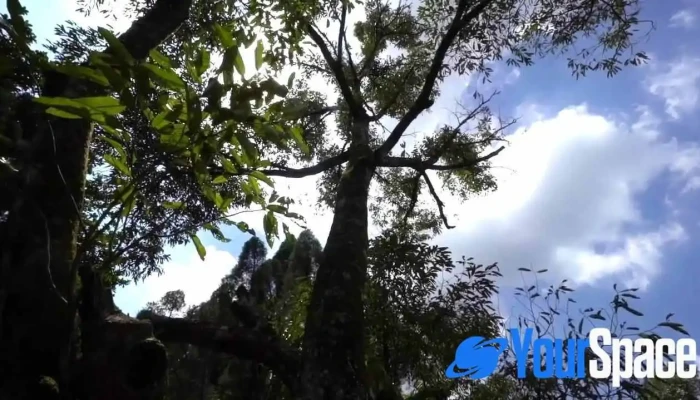 Carpe Diem Orchard Home Serendah -  Oleh Pemilik - Serendah