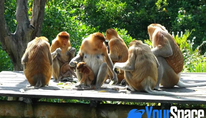 Labuk Bay Proboscis Monkey Sanctuary - Platform A - Sabah