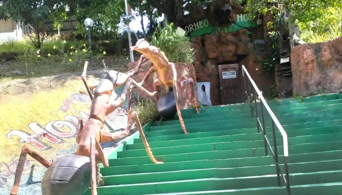Rumah Semut Borneo -  Di Mana - Tuaran