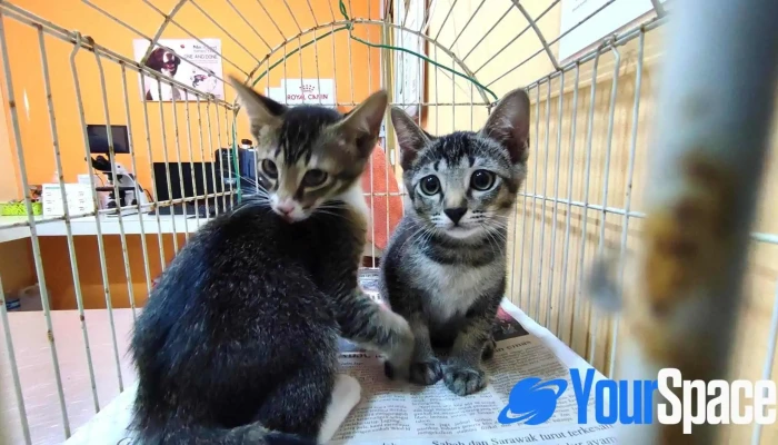 Samc Animal Clinic Donggongon Penampang - Ground Floor