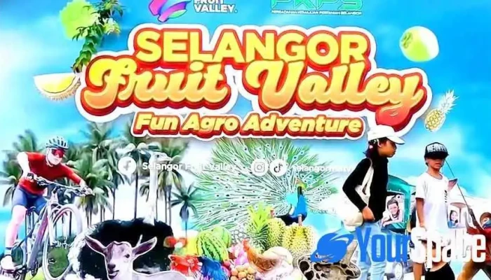 Selangor Fruit Valley Sfv Terkini - Batang Berjuntai