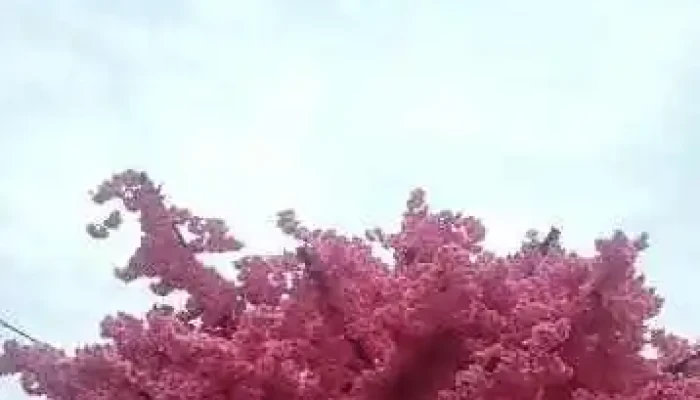 Si Thian Kong K Pilah Video - Kuala Pilah