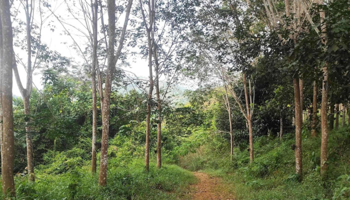 Start Point Bukit Senaling Hiking Trail -  Kuala Pilah - Kuala Pilah