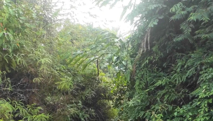 Start Point Bukit Senaling Hiking Trail -  Ulasan - Kuala Pilah