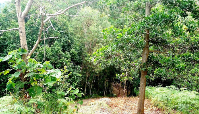 Starting Trail Bukit Bendera Kg Dambai Papar Instagram - Papar