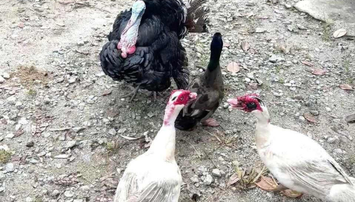 Sunrise Farm -  Video - Segamat