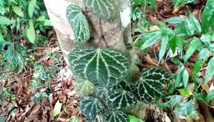 Taman Tasik Bukit Mas -  Video - Limbang