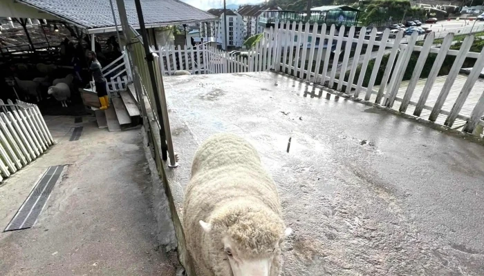 The Sheep Sanctuary -  Buka Sekarang - Brinchang