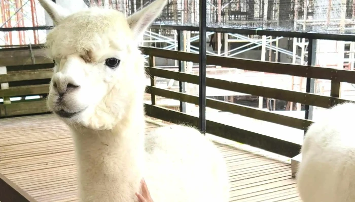 The Sheep Sanctuary -  Katalog - Brinchang