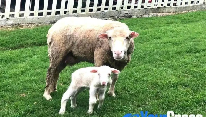 The Sheep Sanctuary -  Oleh Pemilik - Brinchang