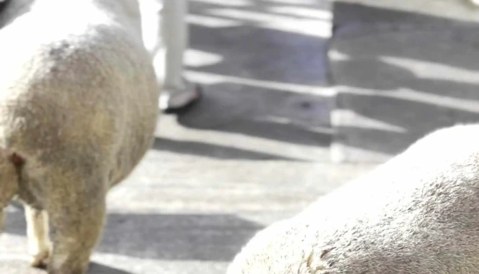 The Sheep Sanctuary -  Ulasan - Brinchang
