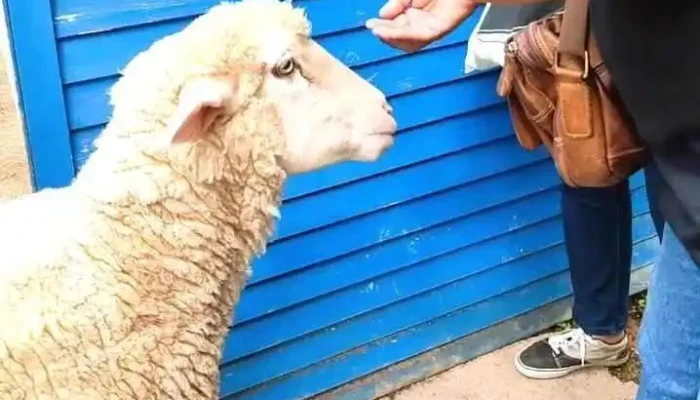 The Sheep Sanctuary -  Video - Brinchang