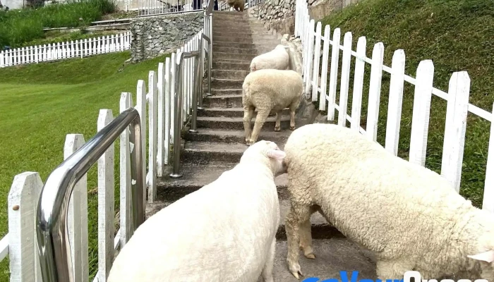 The Sheep Sanctuary -  Zoo - Brinchang