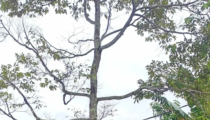 Walters Farm -  Telefon - Segamat